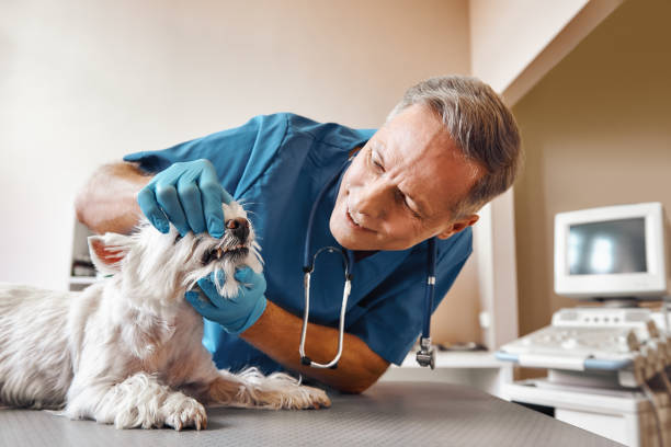 Best 24-Hour Emergency Dentist in Evansville, IN